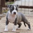 Amerikai Staffordshire Terrier – Gyönyörű Kölykök