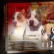 Amerikai Staffordshire Terrier – Gyönyörű Kölykök