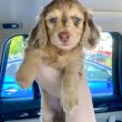 Dachshund puppies for adoption 