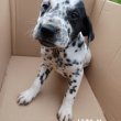 Dalmata 