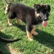 German shepherd puppies for sale 