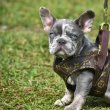 French bull dogs for adoption and rehoming 