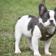 French bull dogs for adoption and rehoming 