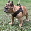 French bull dogs for adoption and rehoming 