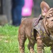 French bull dogs for adoption and rehoming 