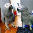 Parrots & birds for sale in Crotia, hungry,Serbia