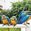 Parrots & birds for sale in Crotia, hungry,Serbia