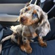 Daschund puppies for sale 