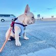 French bulldog puppy for sale