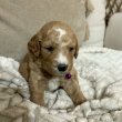 Golden doodle puppies for sale 