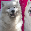 Samoyed törzskönyvezett kiskutyák