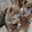 Shiba inu kislányok