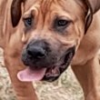 Boerboel-South African Mastiff