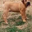 Boerboel-South African Mastiff