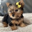 Adorable yorkie puppies for sale 