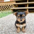 Adorable yorkie puppies for sale 