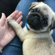 Pug puppies for sale 