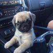 Pug puppies for sale 