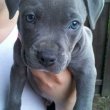 Cane corso puppies for sale 