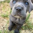 Cane corso puppies for sale 