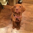 Vizsla puppies for sale 