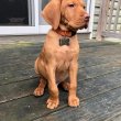 Vizsla puppies for sale 