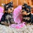 Yorkie puppy available for adoption and Re-homeing