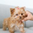 Golden Yorkie puppy for sale