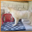 Swiss White Shepherd puppies