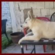 Swiss White Shepherd puppies