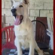 Swiss White Shepherd puppies