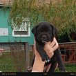 Cane Corso kislányok 