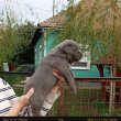 Cane Corso kislányok 