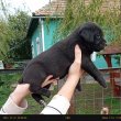 Cane Corso kislányok 