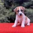 Jack russell terrier kölykök