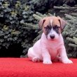 Jack russell terrier kölykök