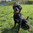 Rottweiler 2 éves kan