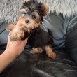 Icipici yorkshire terrier , yorki kisfiú eladó