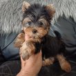 Icipici yorkshire terrier , yorki kisfiú eladó