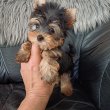 Icipici yorkshire terrier , yorki kisfiú eladó