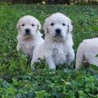 Törzskönyves Golden Retriever kisszukák eladók!