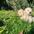 Törzskönyves Golden Retriever kisszukák eladók!