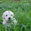 Törzskönyves Golden Retriever kisszukák eladók!