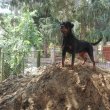 Rottweiler 7 éves díjnyertes szuka