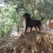 Rottweiler 7 éves díjnyertes szuka