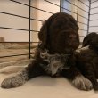 Lagotto Romagnolo kölyökkutyák