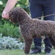 Lagotto Romagnolo kölyökkutyák