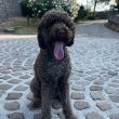 Lagotto Romagnolo kölyökkutyák