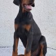 Doberman, top kutyák