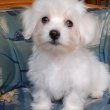 eladó máltai selyemkutya  ( nem maltipoo)